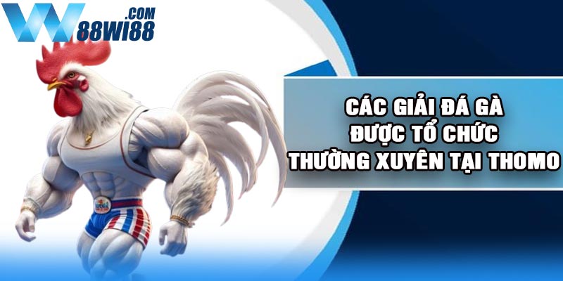 Các giải đá gà được tổ chức thường xuyên tại Thomo