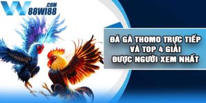 Đá Gà Thomo Trực Tiếp Và Top 4 Giải Được Người Xem Nhất