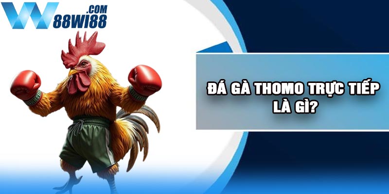 Đá gà Thomo trực tiếp là gì?
